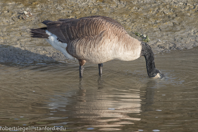 palo alto baylands